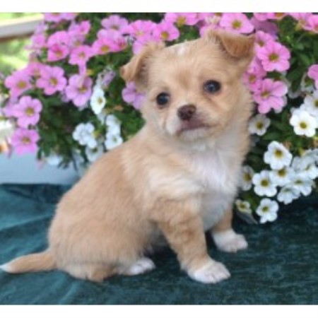 free chihuahua puppies in indiana sungold chihuahuas chihuahua breeder in osceola indiana listing id 13963 free chihuahua puppies in indiana sungold chihuahuas chihuahua breeder in osceola indiana listing id 13963