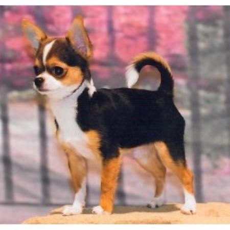 Chihuahua breeder in Osceola Indiana