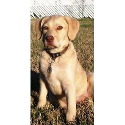 Chesapeake Bay Retriever Stud in San Antonio, Texas