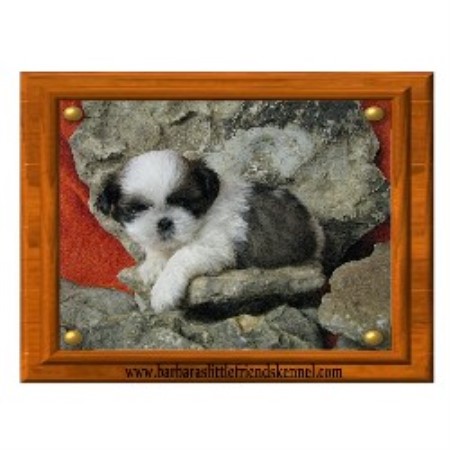 shih tzu breeders nh shih tzu breeders in new hshire freedoglistings breeds picture shih tzu breeders nh shih tzu breeders in new hshire freedoglistings breeds picture