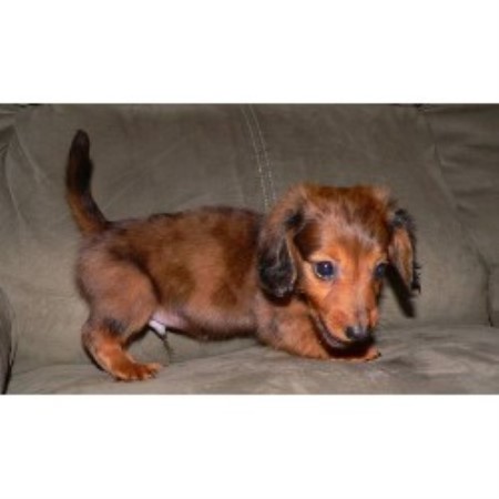 free dachshund puppies in tennessee shannon dachshund breeder in lancing tennessee listing id 13969 free dachshund puppies in tennessee shannon dachshund breeder in lancing tennessee listing id 13969