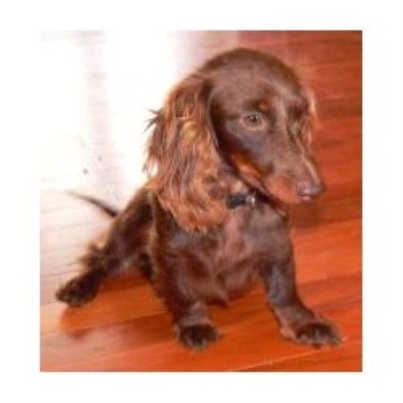 Dachshund Breeder in Lancing, Tennessee