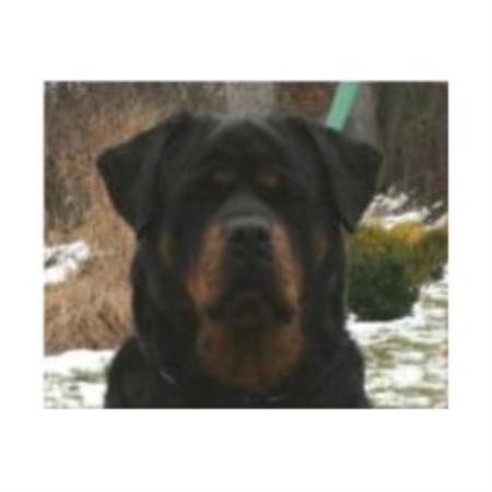 Rottweiler in New York