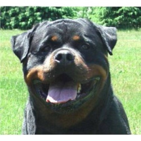 Rottweiler breeder in Fulton New York