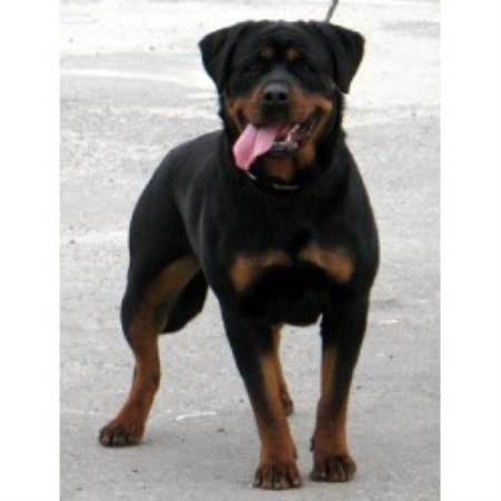 rottweiler rescue new york choice k 9 s rottweiler breeder in fulton new york rottweiler rescue new york choice k 9 s rottweiler breeder in fulton new york