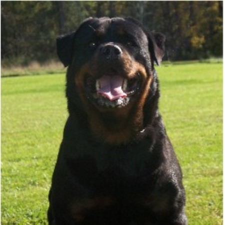 rottweiler puppies ny choice k 9 s rottweiler breeder in fulton new york listing id 13971 rottweiler puppies ny choice k 9 s rottweiler breeder in fulton new york listing id 13971