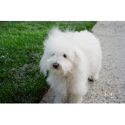 Bolognese breeder in Montana picture 2