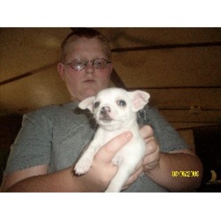 Chihuahua Breeder in Vonore, Tennessee
