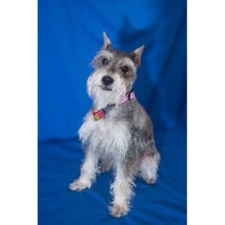 Miniature Schnauzer in Florida