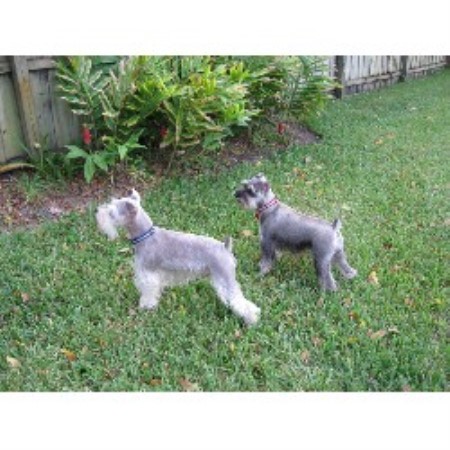 free puppies in jacksonville fl bulldog for sale jacksonville fl breeds picture free puppies in jacksonville fl bulldog for sale jacksonville fl breeds picture