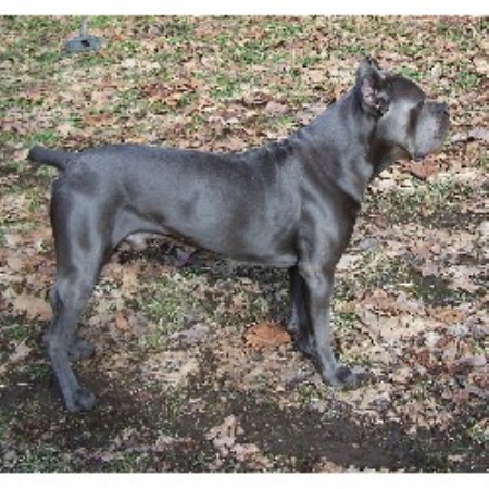 Cane Corso Breeder in Chilliwack, British Columbia