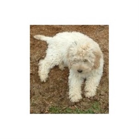 Labradoodle breeder in Silverton Oregon