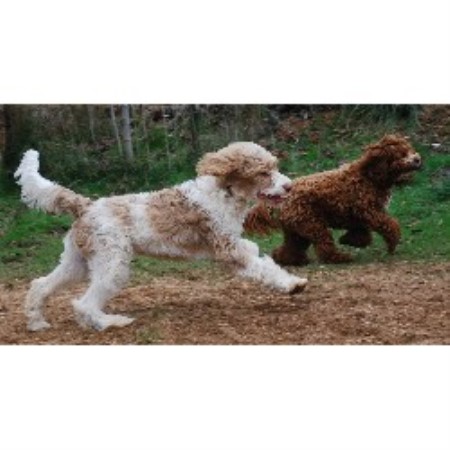 Labradoodle in Oregon
