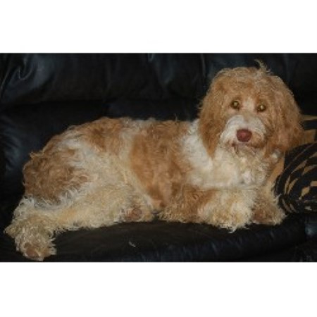 Labradoodle breeder in Oregon picture 2
