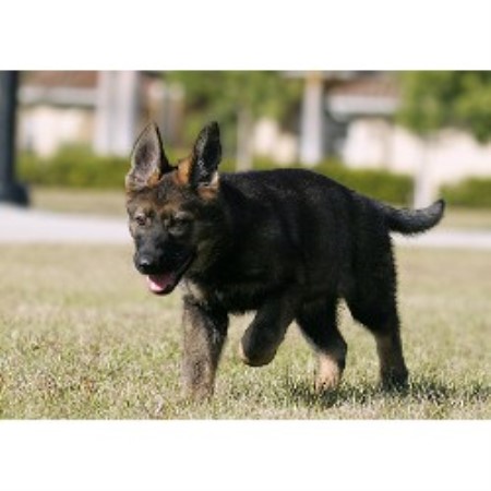 free puppies fort myers fl reinwald kennels german shepherd breeder in fort myers florida free puppies fort myers fl reinwald kennels german shepherd breeder in fort myers florida