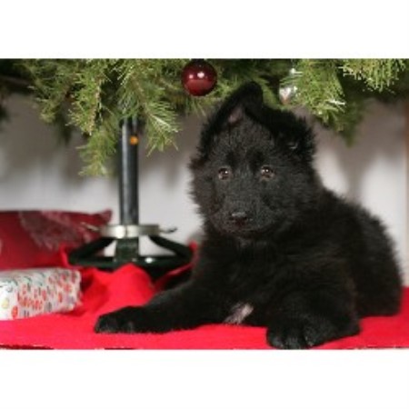 free puppies fort myers fl reinwald kennels german shepherd breeder in fort myers florida free puppies fort myers fl reinwald kennels german shepherd breeder in fort myers florida