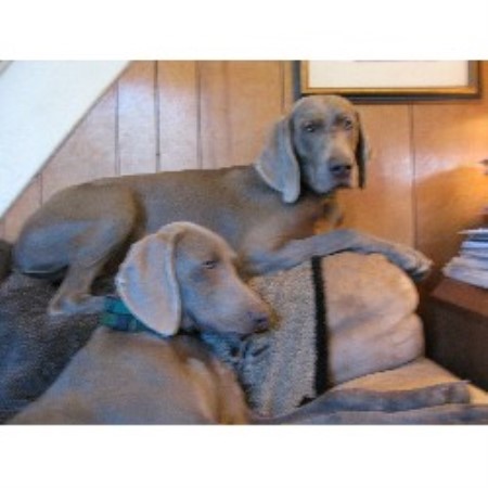 Weimaraner Breeder in Woodcliff Lake, New Jersey