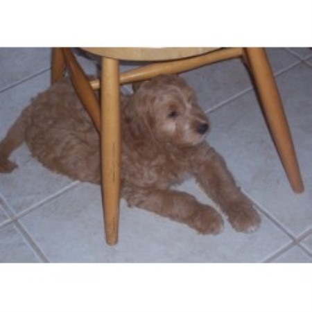 Goldendoodle breeder in Washington picture 2