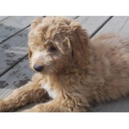 Sexy wife wants loving sex Adult golden doodle for sale florida