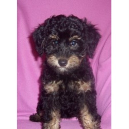 Goldendoodle in Washington picture 2