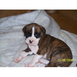 Boxer Breeder in Westland, Michigan
