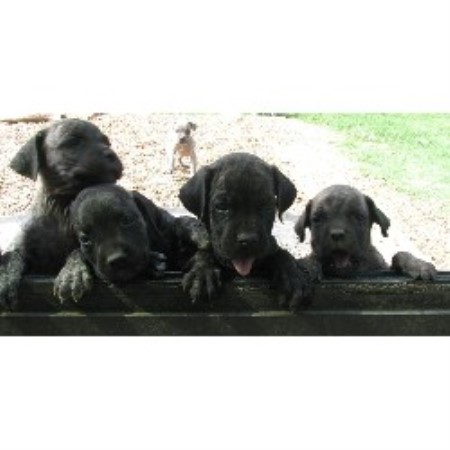 Cane Corso Breeder in Dfw, Texas