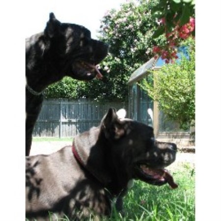 Cane Corso in Texas