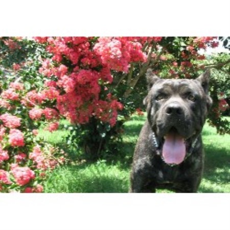 Cane Corso breeder in Texas picture 2