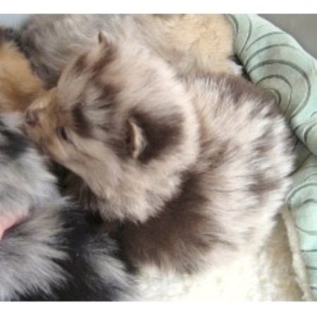arizona pomeranian rescue pomeranian rescue photograph pomeranian rescue in ar arizona pomeranian rescue pomeranian rescue photograph pomeranian rescue in ar