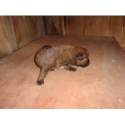 Bullmastiff Breeder in Bourbon, Indiana