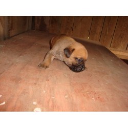 Bullmastiff breeder in Bourbon Indiana