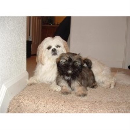 Lhasa Apso Breeder in Oxford, Nebraska