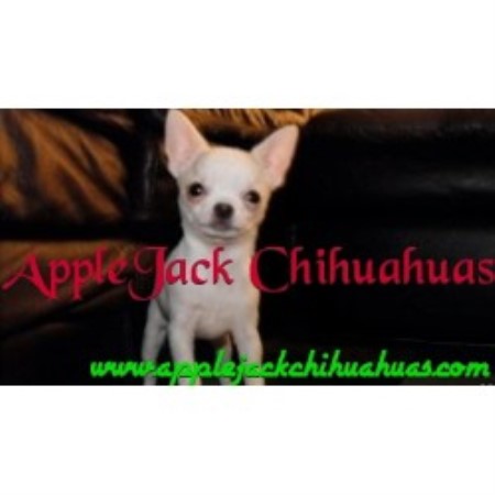 Chihuahua Breeder in Westford, Massachusetts