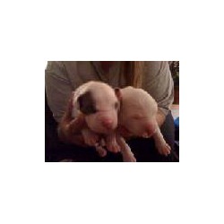 American Pit Bull Terrier breeder in Middletown Pennsylvania