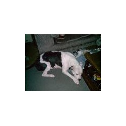 APBT breeder in Pennsylvania picture 2