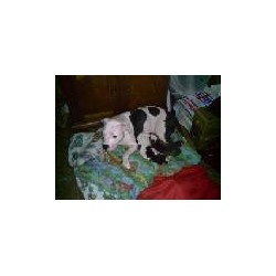APBT in Pennsylvania picture 2