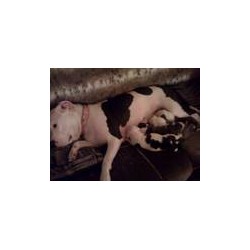APBT in Pennsylvania