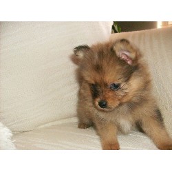 Pomeranian in Arizona