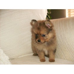Pomeranian breeder in Queen Creek Arizona
