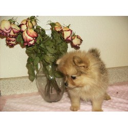 Pomeranian in Arizona picture 2