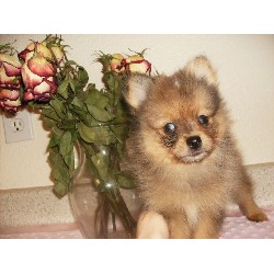 Pomeranian Breeder in Queen Creek, Arizona
