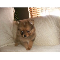 Pomeranian breeder in Arizona picture 2