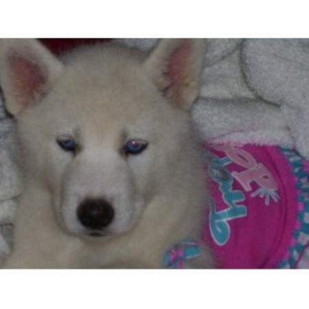 Free Small Dogs In Spartanburg Sc Free Small Dogs In Spartanburg Sc