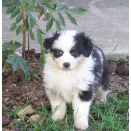 Miniature Australian Shepherd Breeder in Nancy, Kentucky