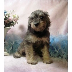 Schnoodle Breeder in Jackson, Mississippi