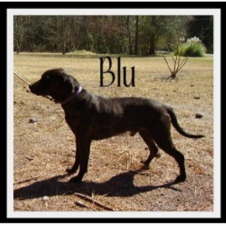 Louisiana Catahoula Leopard Dog Breeder in Smoaks, South Carolina