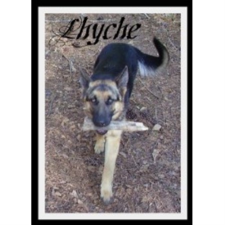 German Shepherd Dog Breeder in Smoaks, South Carolina
