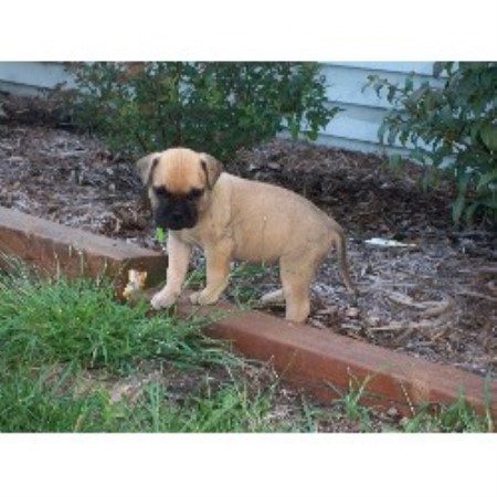 Bullmastiff breeder in Fenwick Michigan