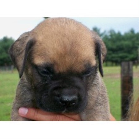 Bullmastiff in Michigan