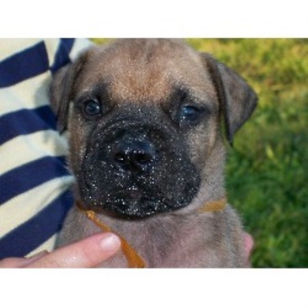 Bullmastiff breeder in Michigan picture 2